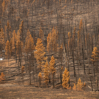 A forrest after a fire