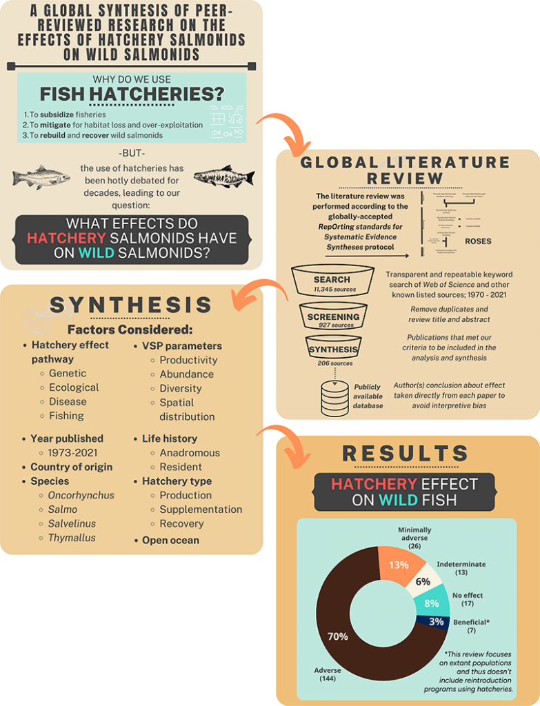 Infographic describing that fish hatchery salmonoids have a 70% adverse effect on wild salmonoids.