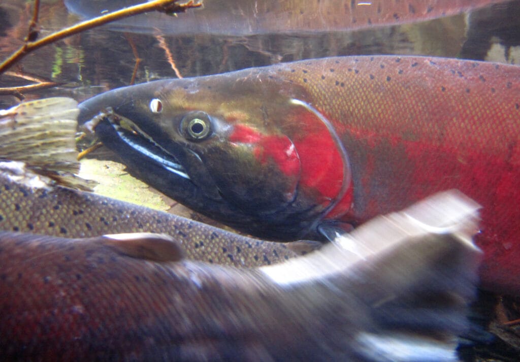 Tribe catches coho salmon on free-flowing Elwha River, a first since dam  removals