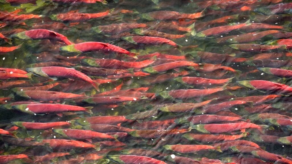 sockeye salmon thick in a stream